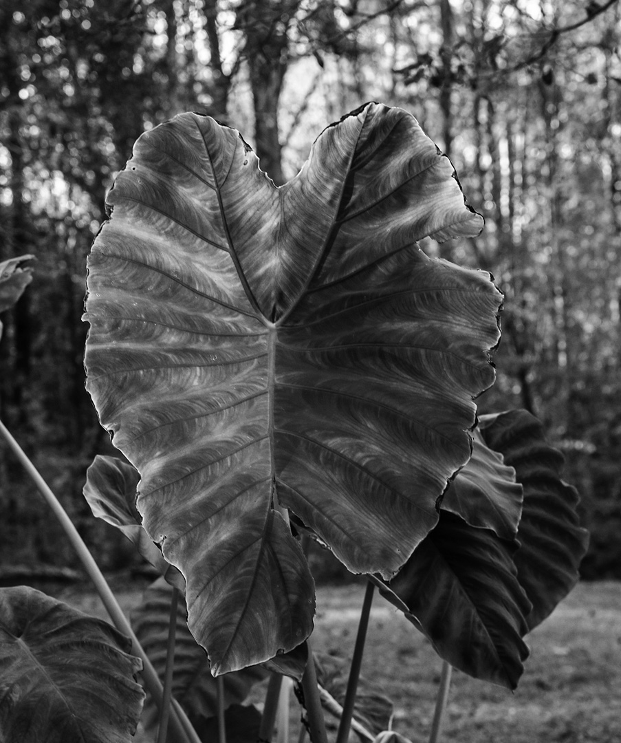 Elephant Ears by Elsie Allen