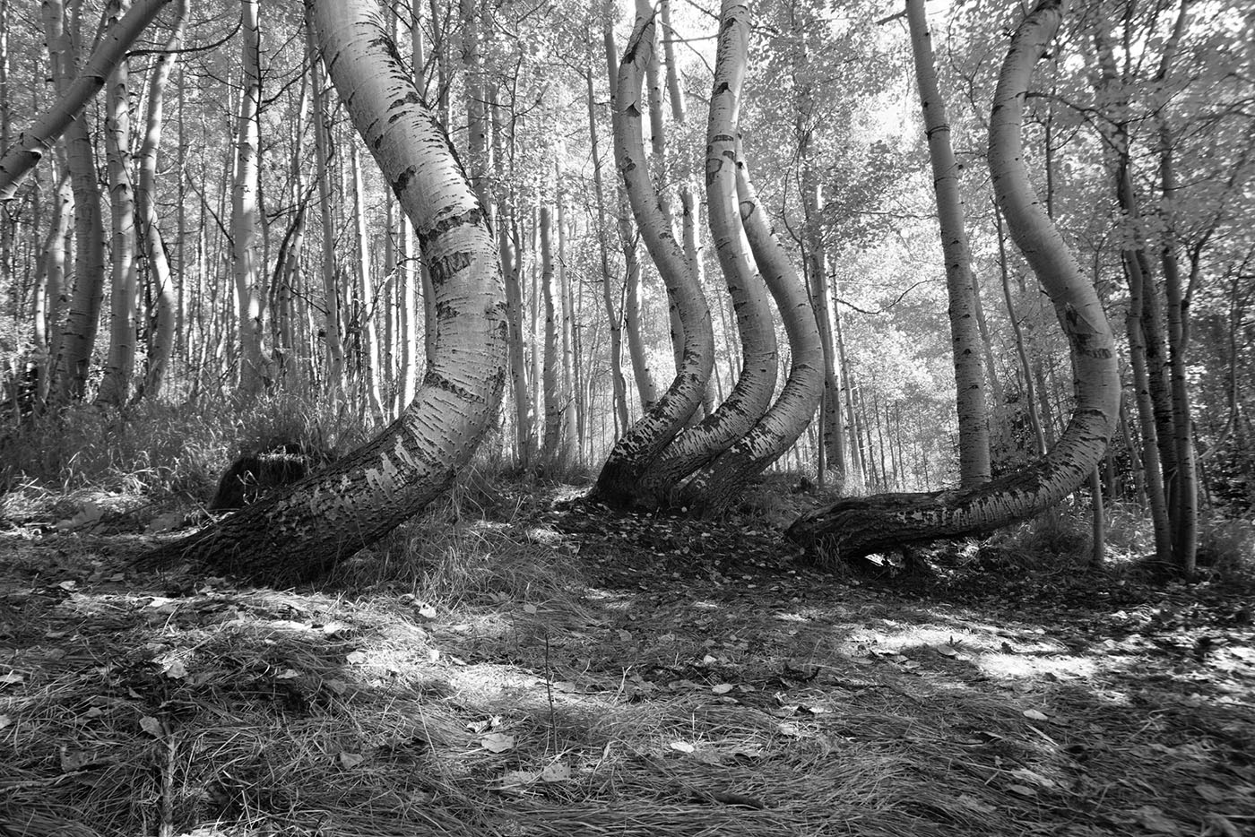 Dancing Aspens In Mono by Bill Vogel