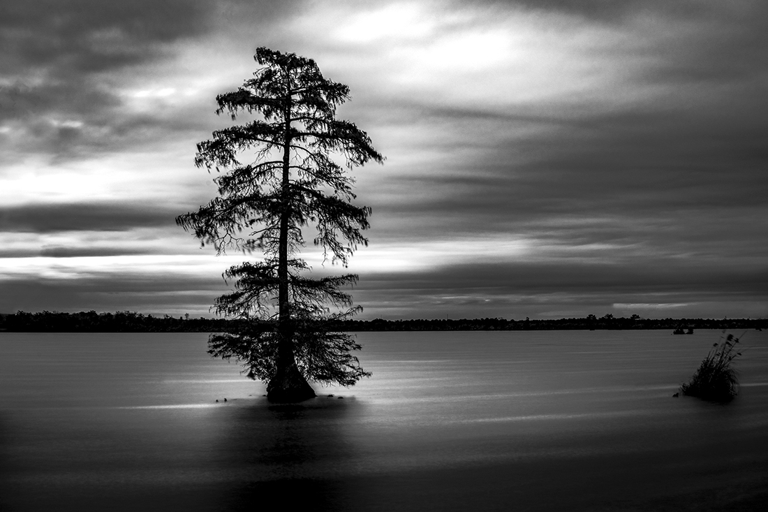 Dismal Swamp  by Adi Ben-Senior