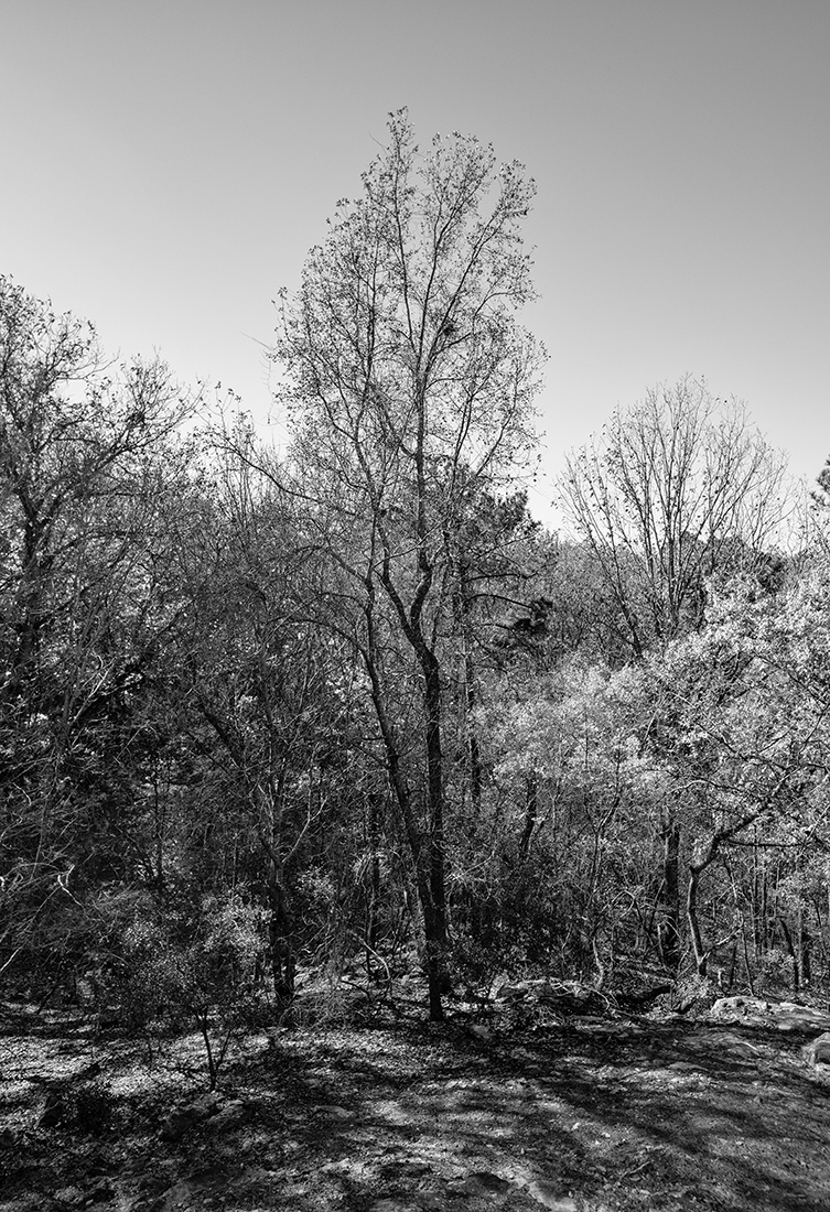 Warm Springs, GA Landscape