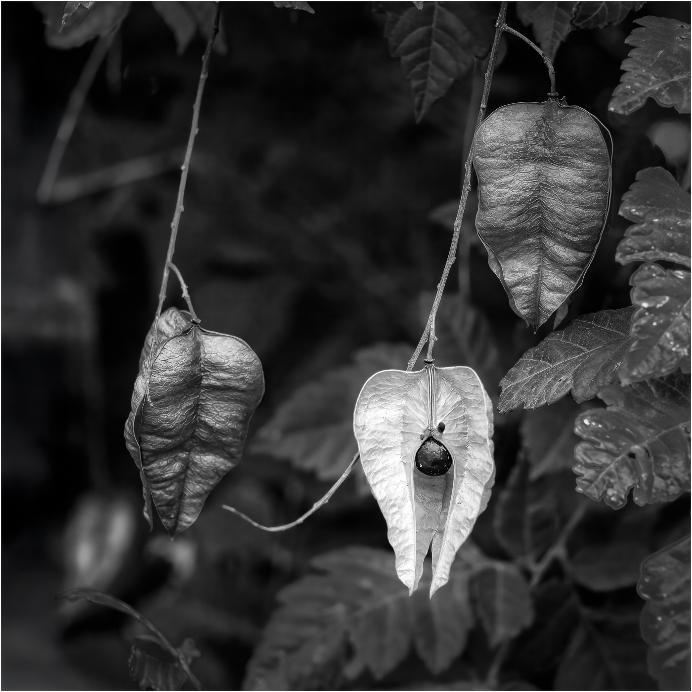 Throuple by Michael Hrankowski