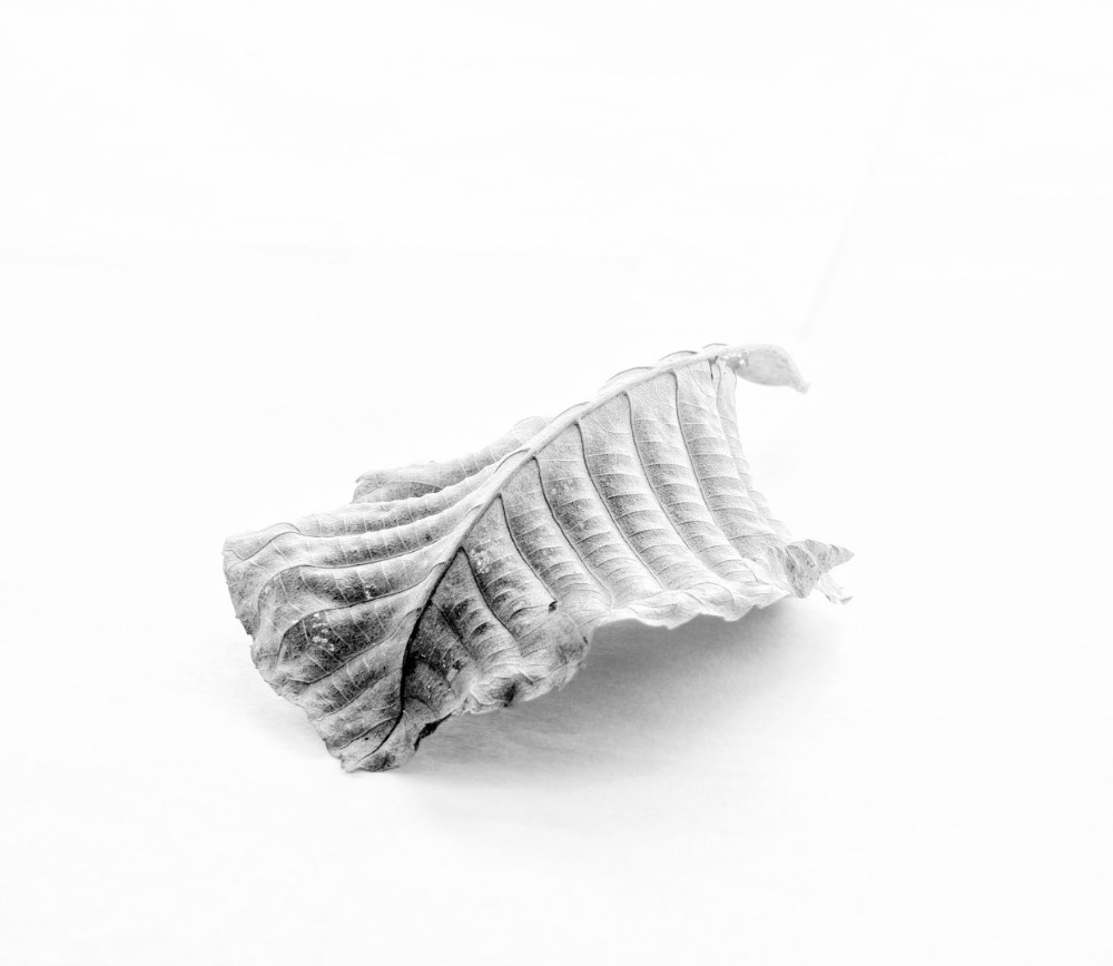 A Leaf Alone