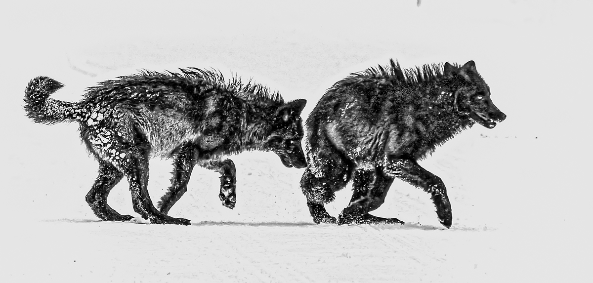 Wolves on the Hunt Yellowstone by Clark Anderson