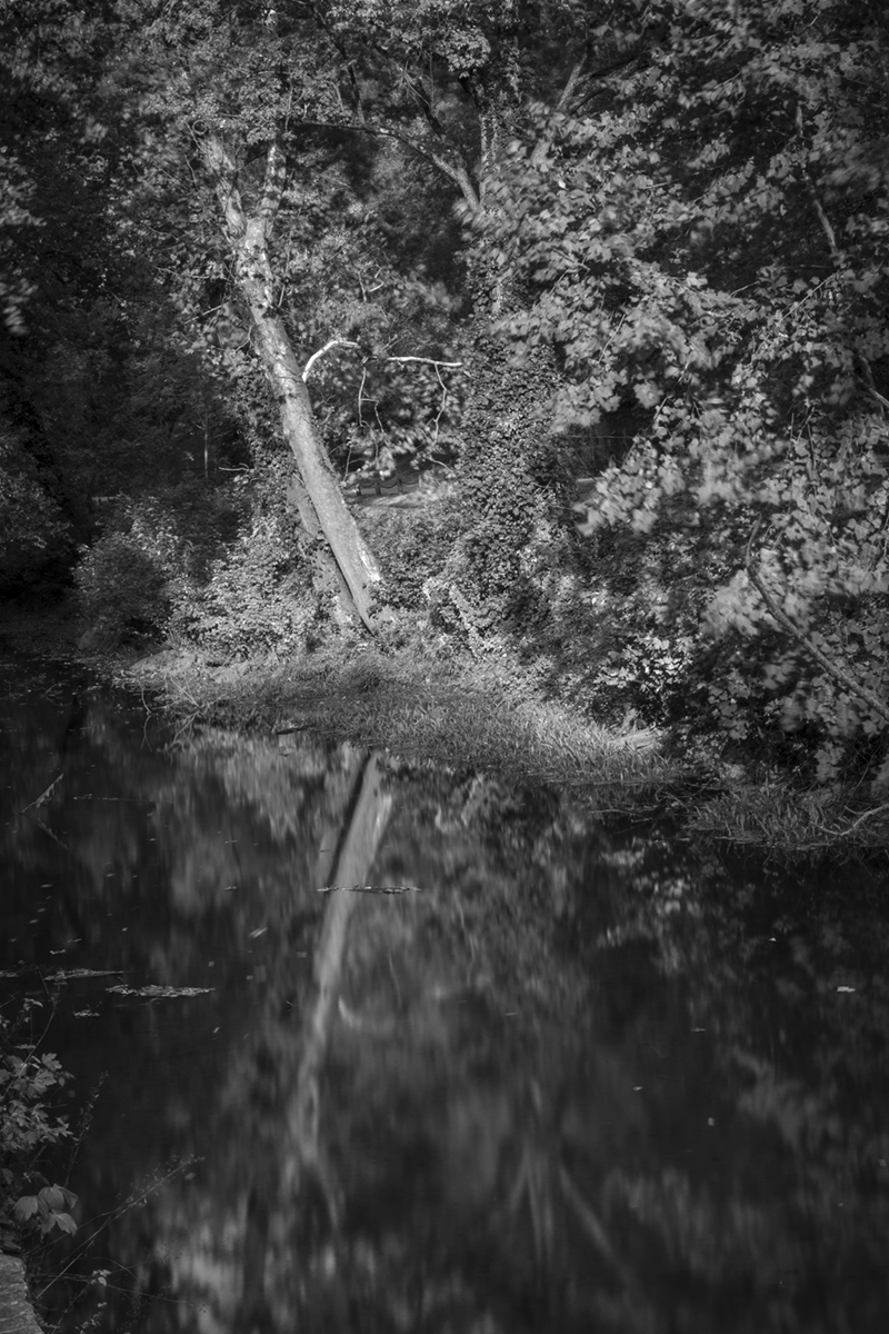 A tree In The Water  by Adi Ben-Senior