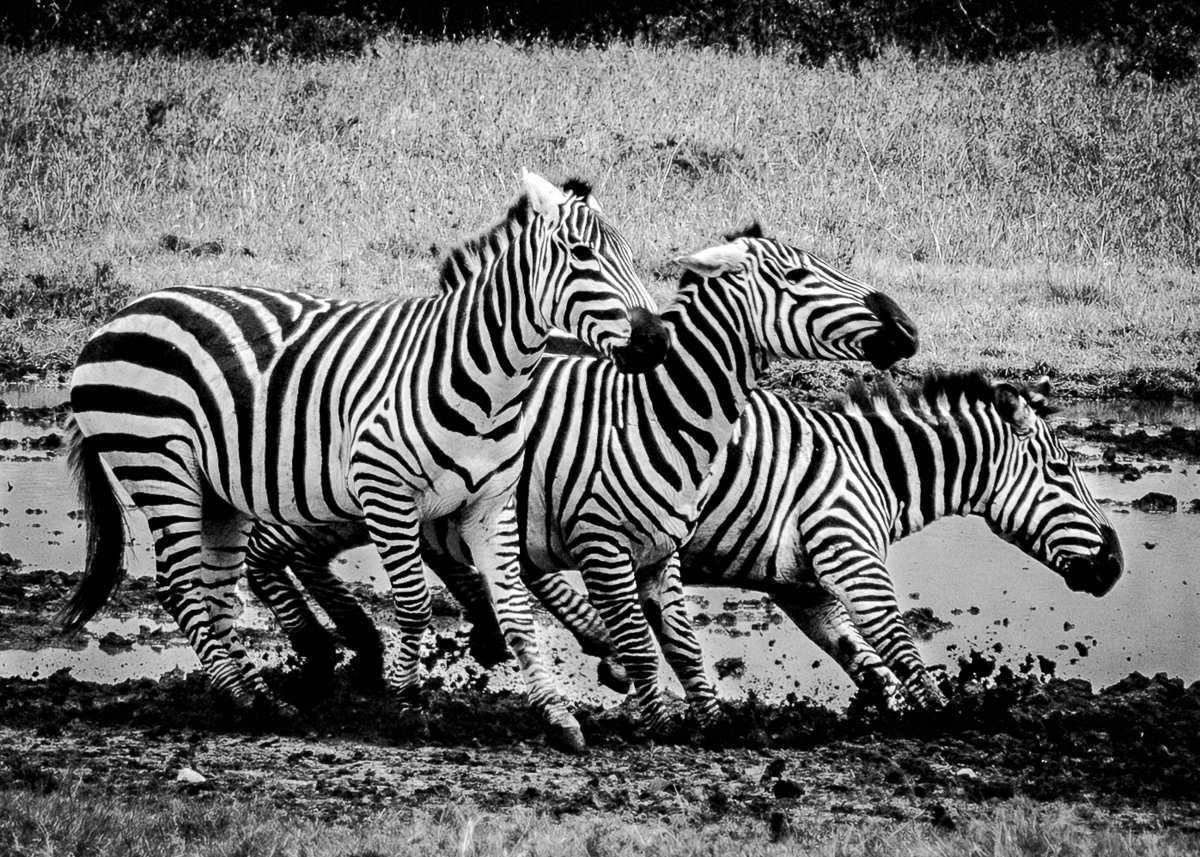 Zebra Charge by Clark Anderson