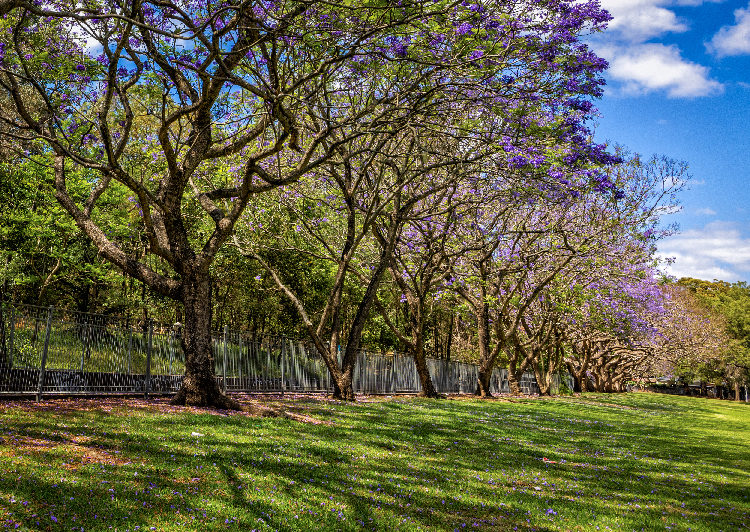 Sydney in November by Helen Jiang