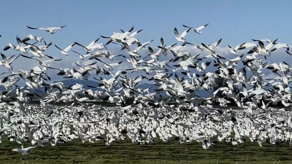 Snow Geese - Dancing Over the Valley by Peter Shi