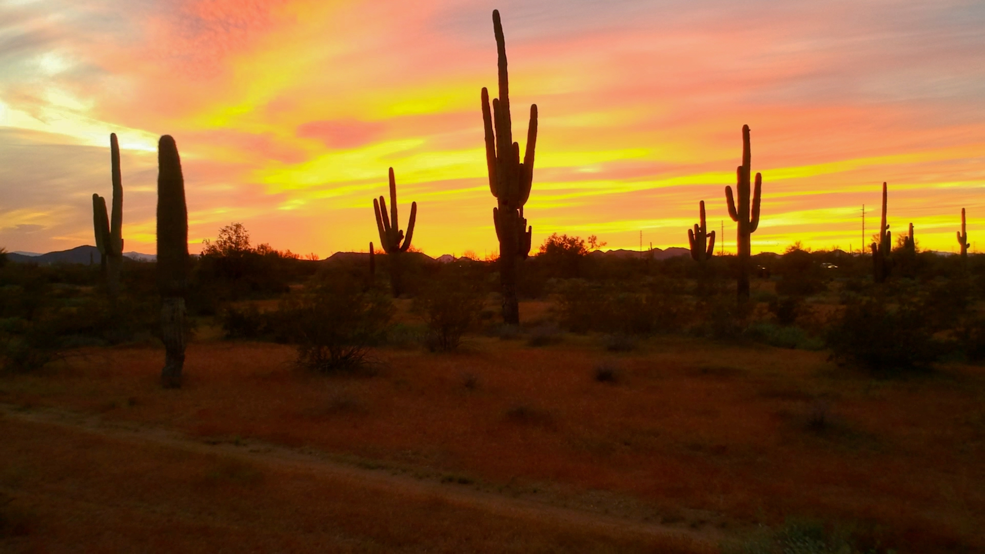 Arizona Sunset by Lisa Cirincione