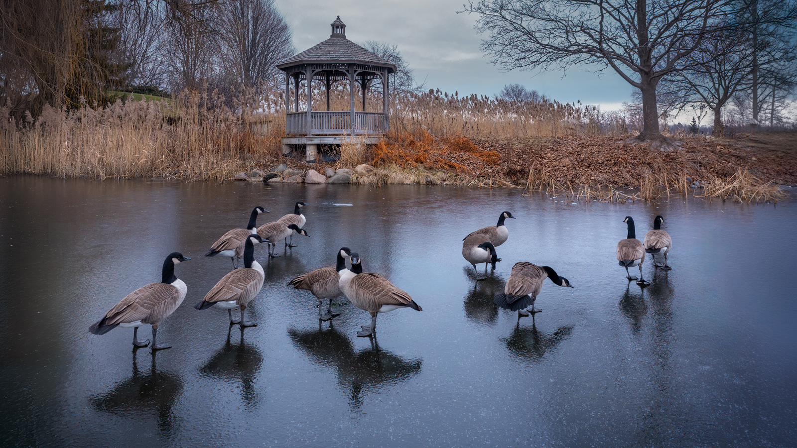 Canadian Geese On Frozen Pond by Drema Swader