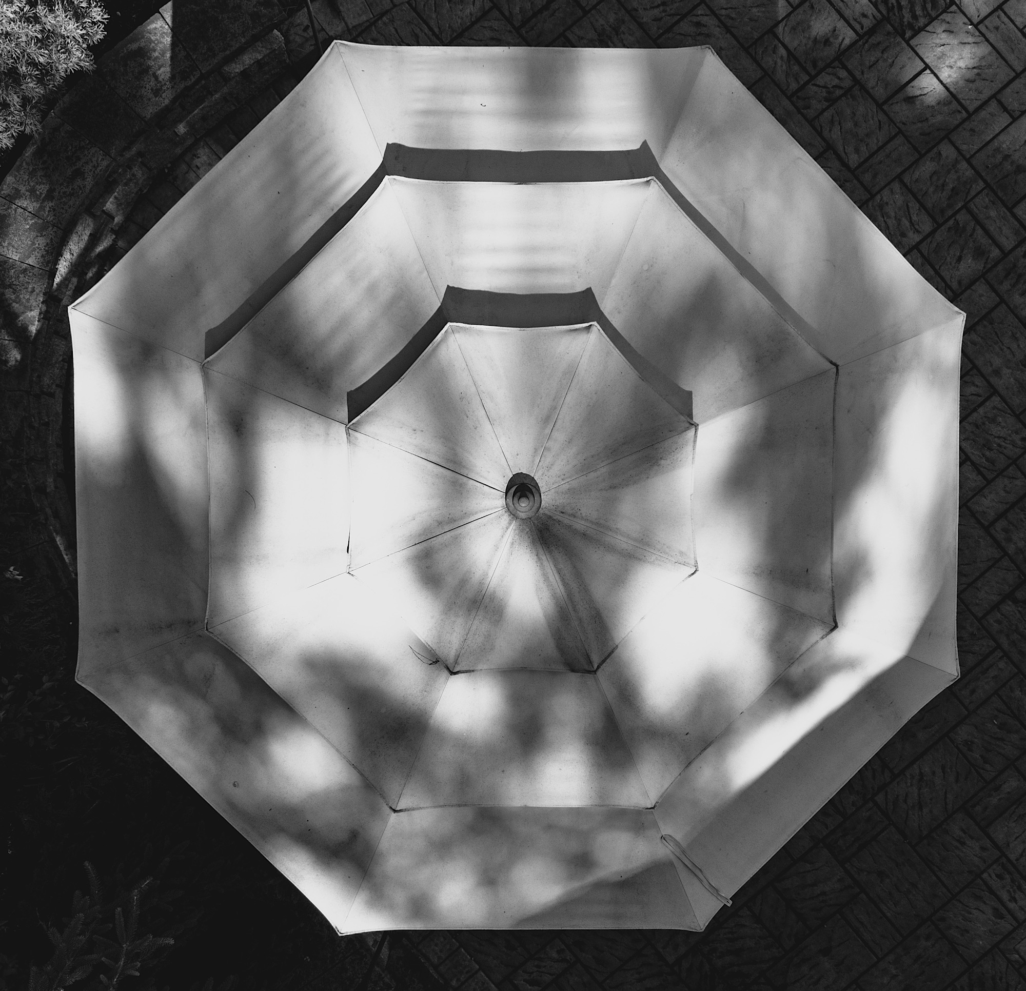 Dappled Umbrella by Lisa Cirincione