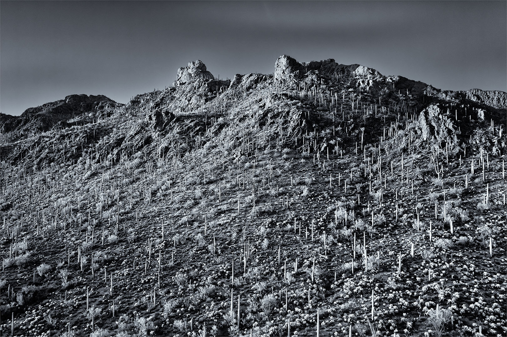 Storm Over Cactii Field by Pete Scifres