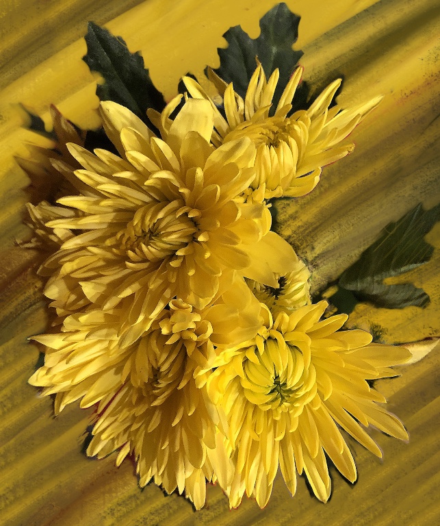 Chrysanthemums by Pat Centeno