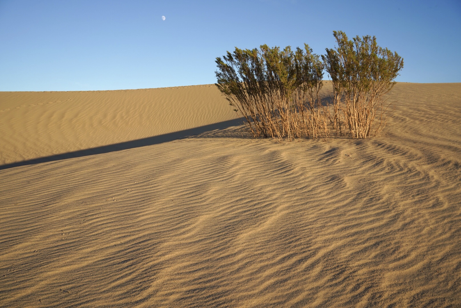 Mesquite Sand Dunes by Jack Florence Jr