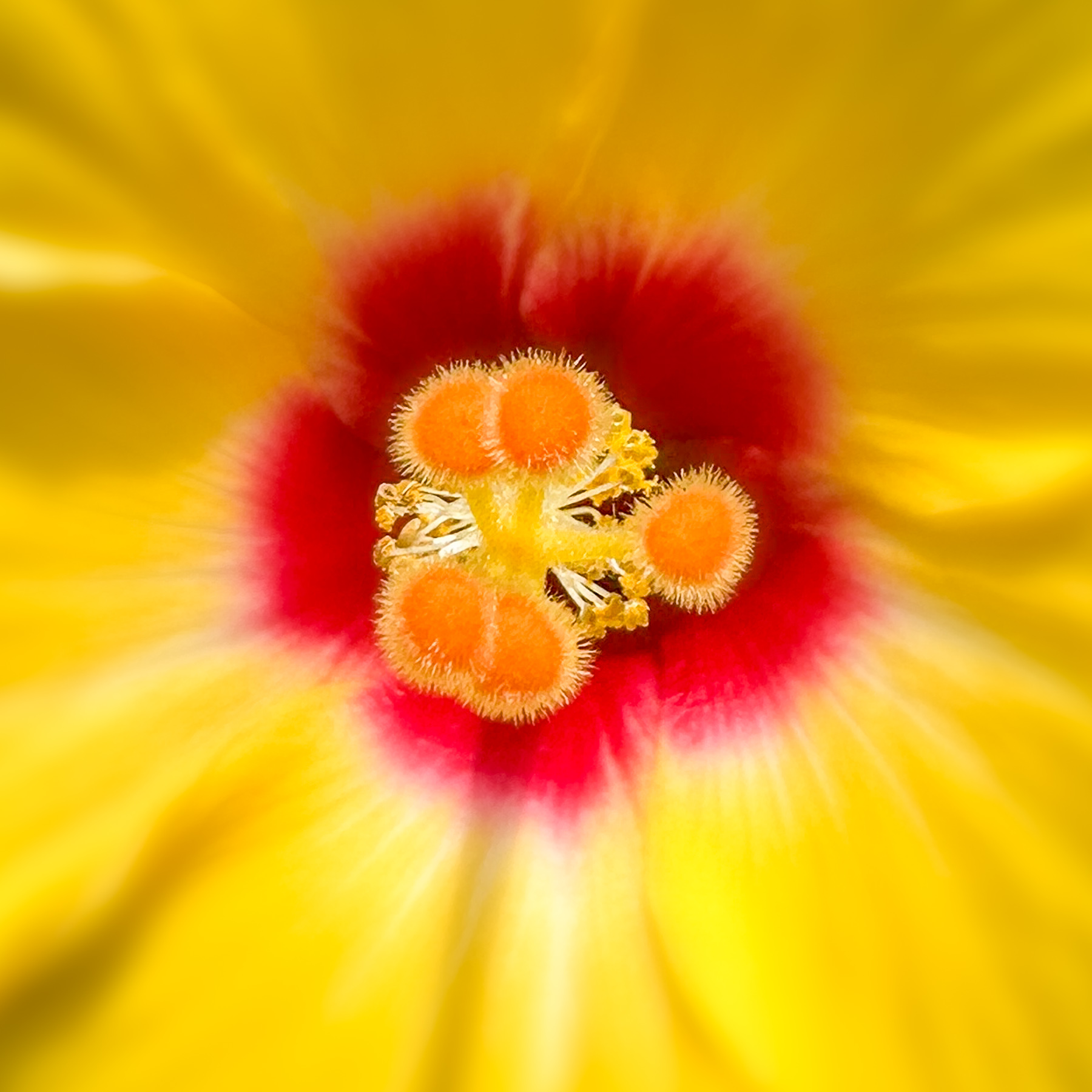 Hibiscus by Steven Jungerwirth
