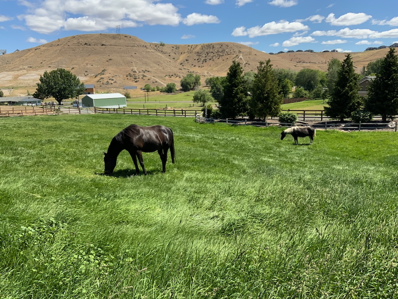 Horses in Field by Ruth Holt