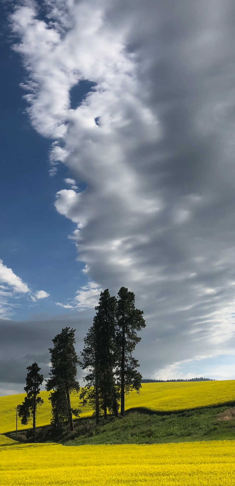 Palouse Canola Field by Jack Florence Jr