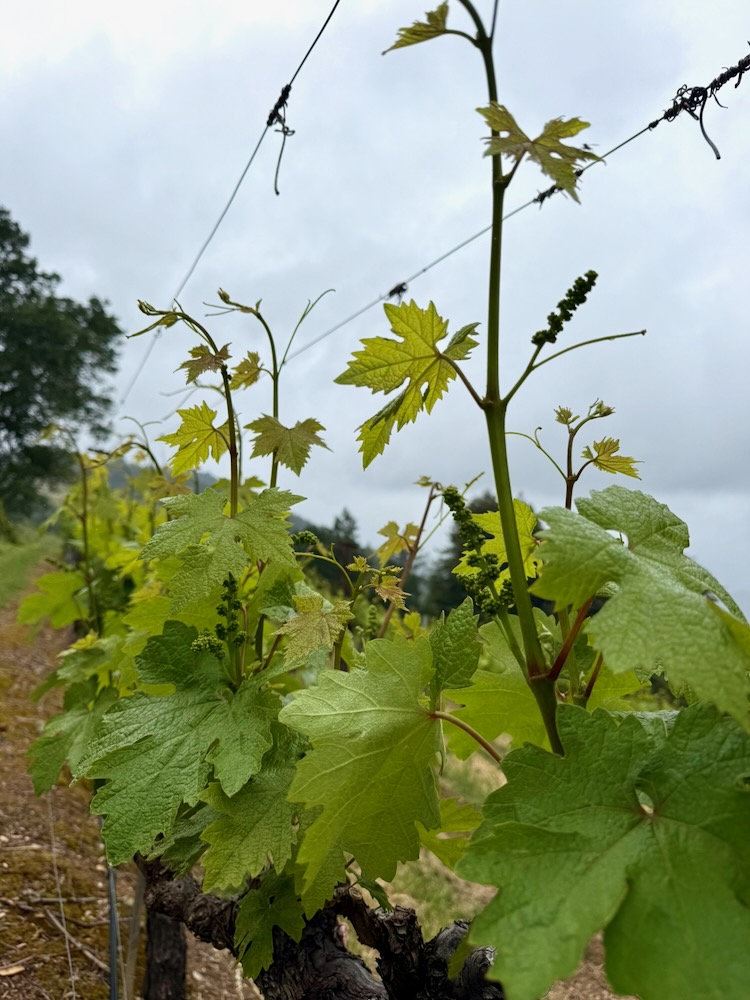Grapevines by Jack Florence Jr