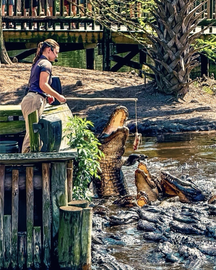 It's Gator Feeding Time in the Swamp by Susan Pellegrino
