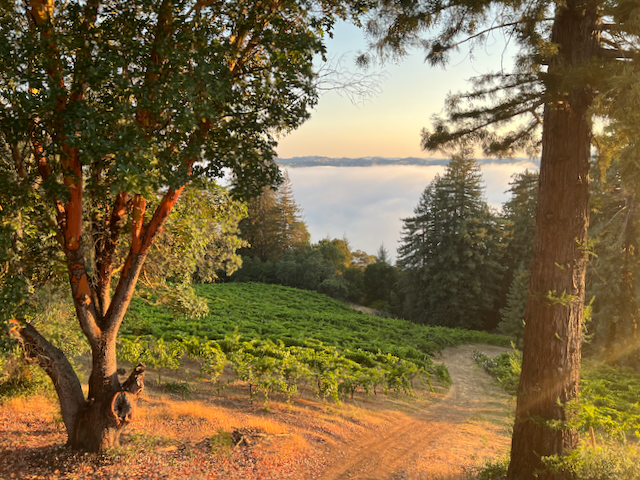 Morning in the vineyard by Jack Florence Jr