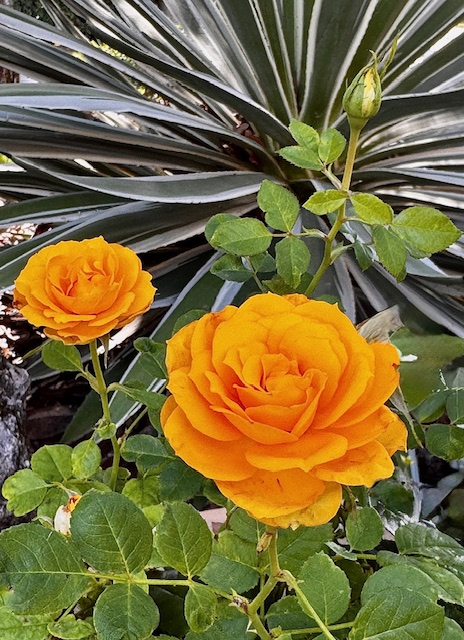 Roses are Yellow by Susan Pellegrino