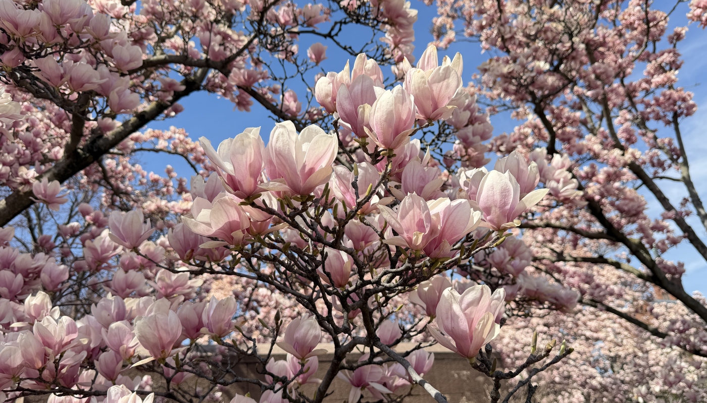 Magnolia at Smithsonian Castle by Kieu-Hanh Vu