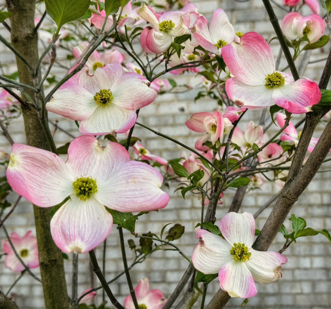Dogwood flowers by Kieu-Hanh Vu