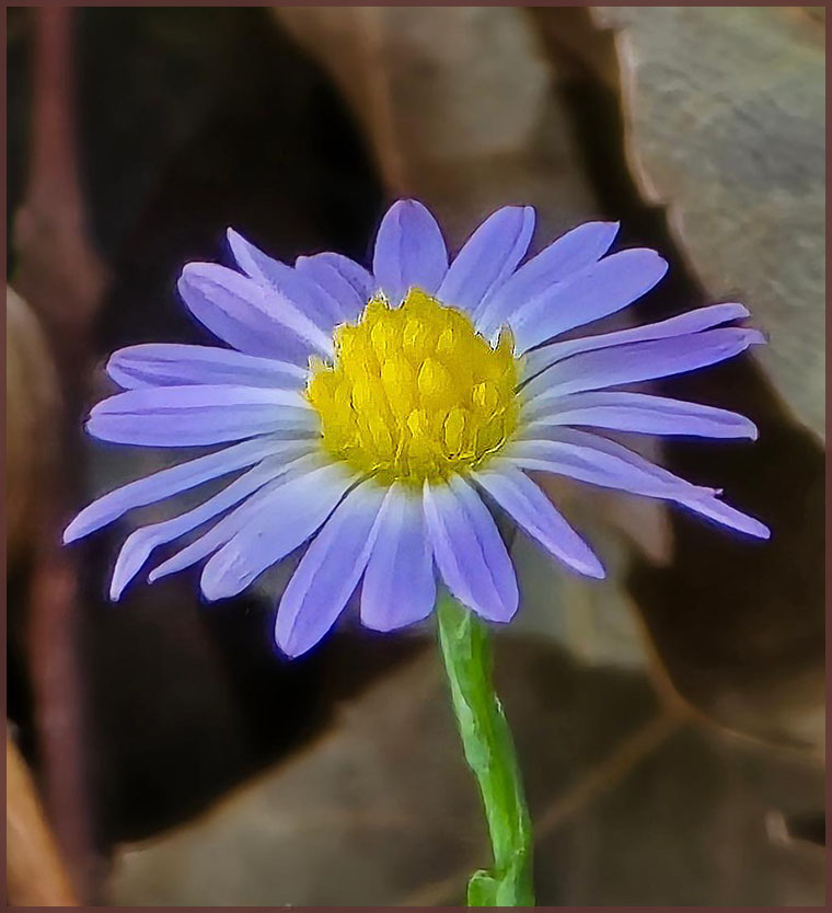 Small Purple Flower by Ruth Holt