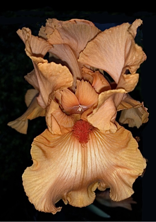 Orange Bearded Iris by Pat Centeno