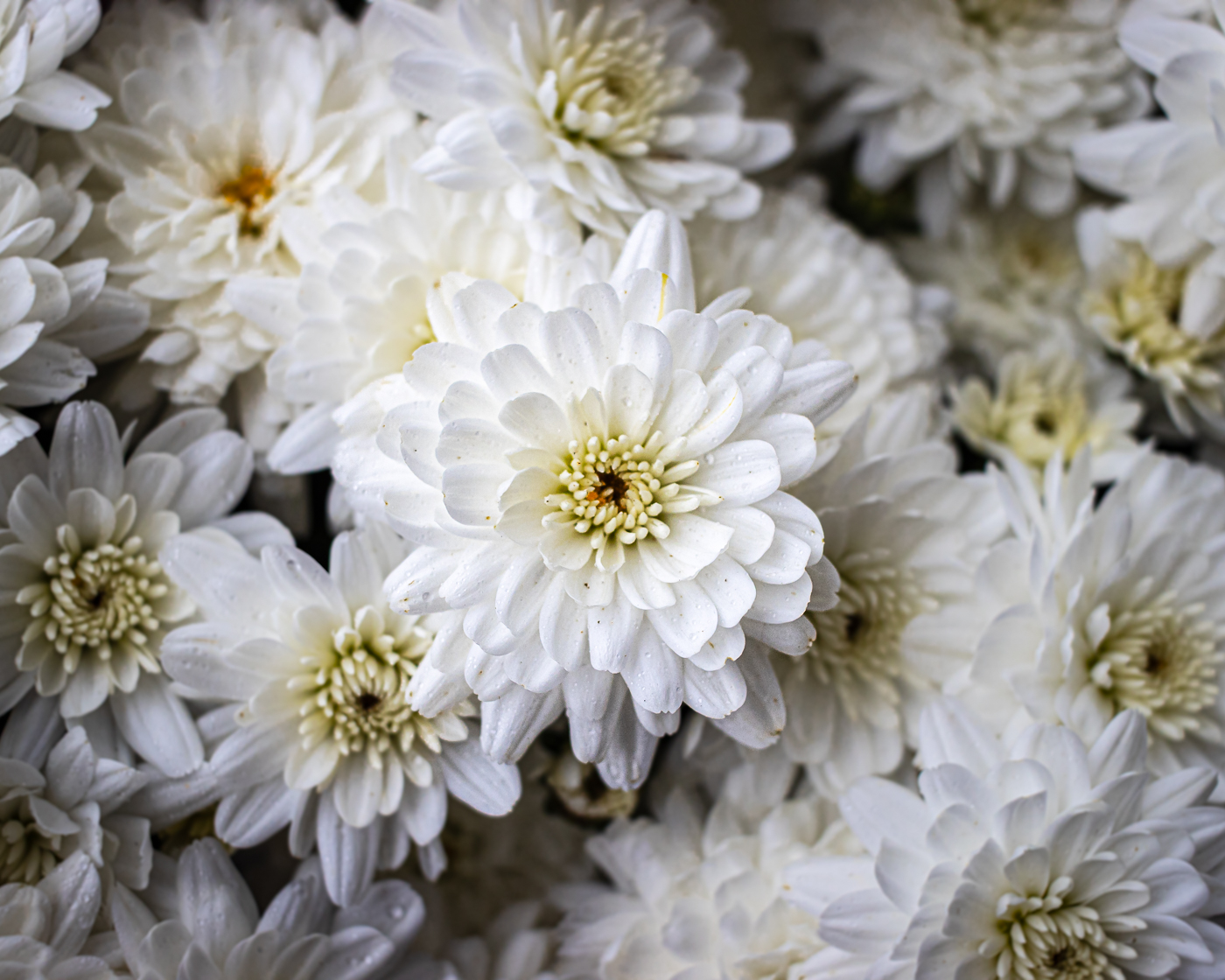 Autumn Mums by Dale Yates