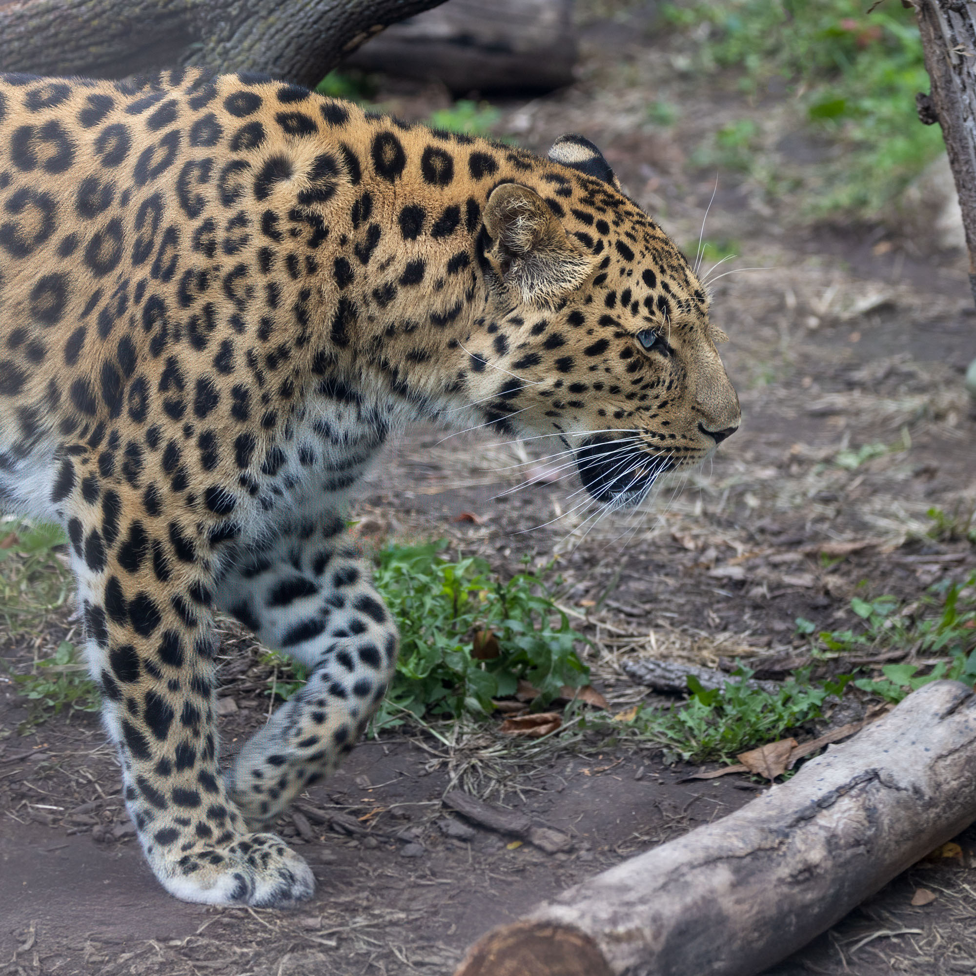 Pacing by Steven Jungerwirth