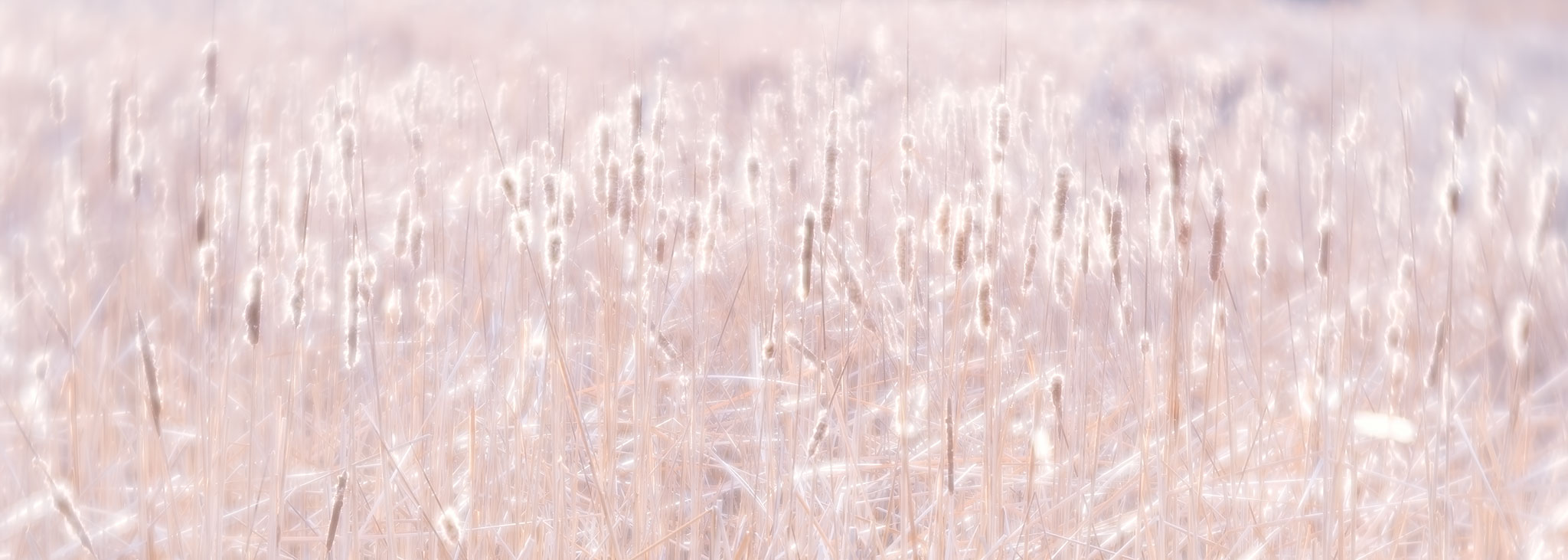 Cattails Basking In the Sun by Canan Karatekin