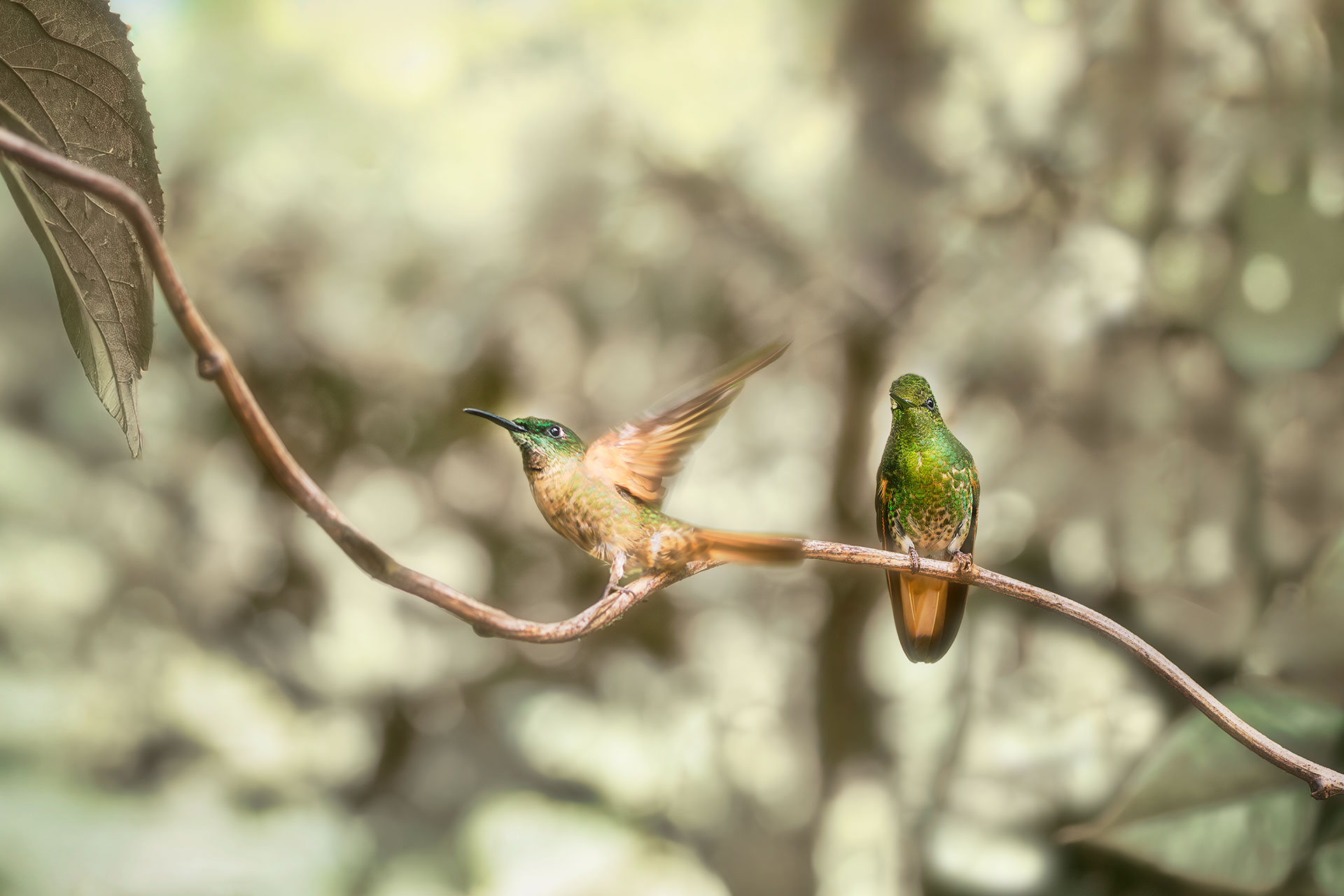 Do you hear the music song? by Chun Chang
