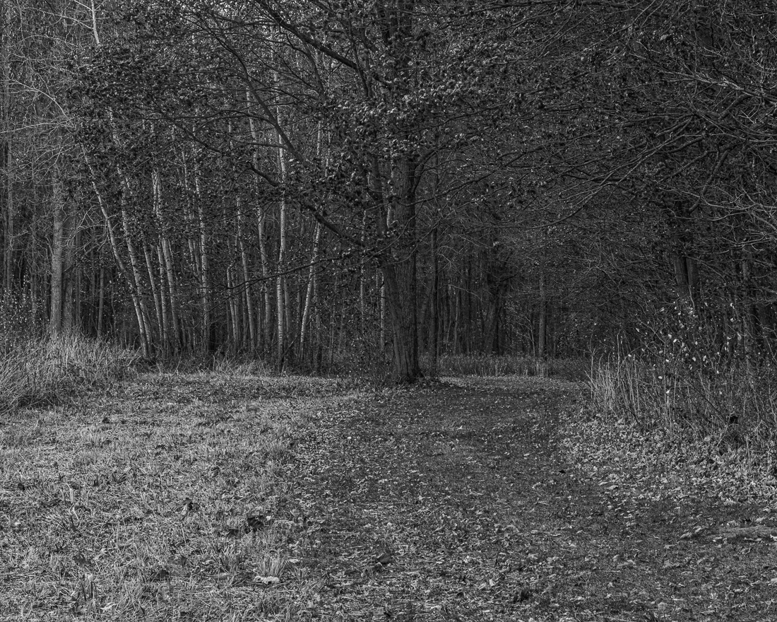 Evening Stroll in the Woods by Dale Yates