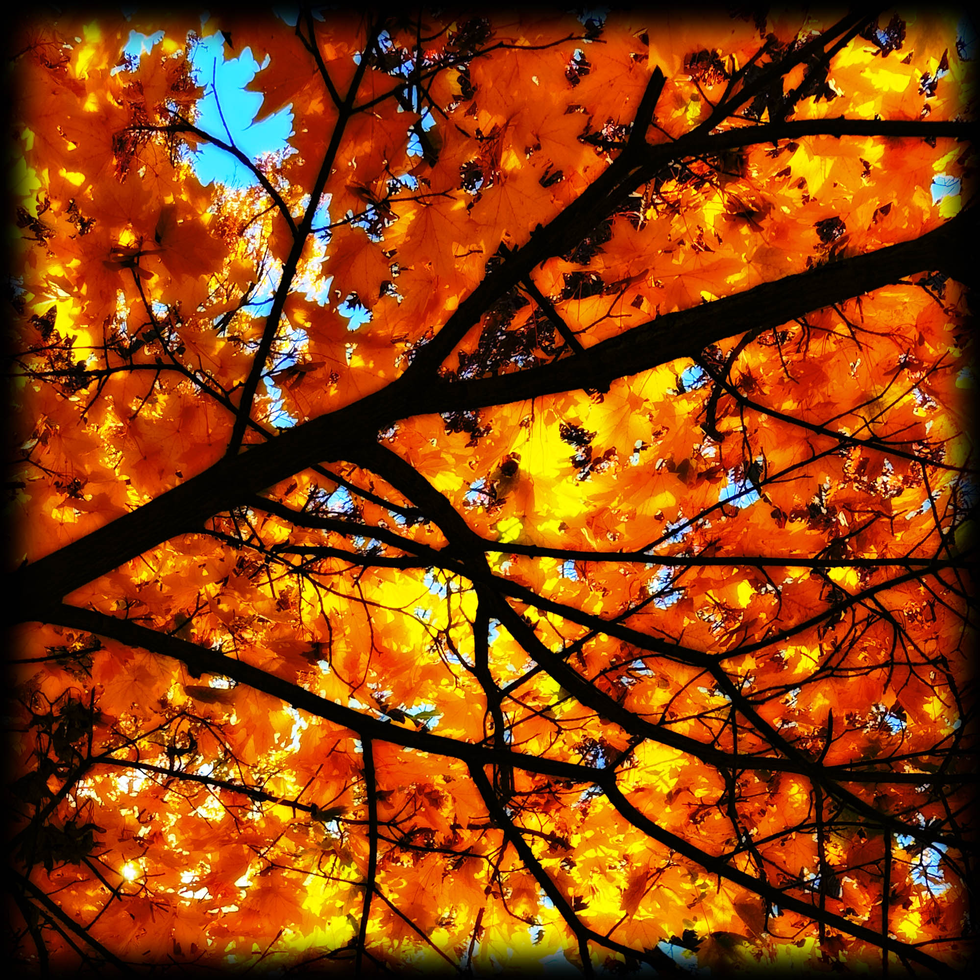 Fall Colors by Steven Jungerwirth