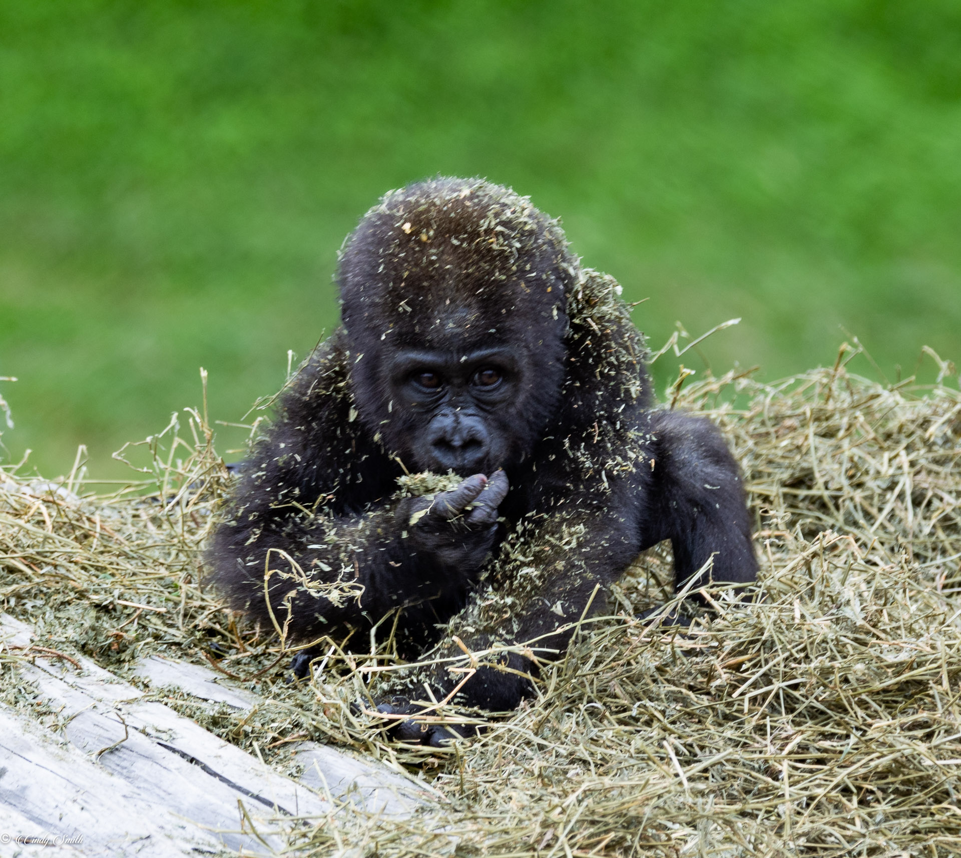 Baby Gorilla by Cindy Smith
