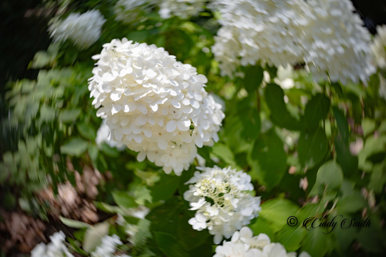 Hydrangeas