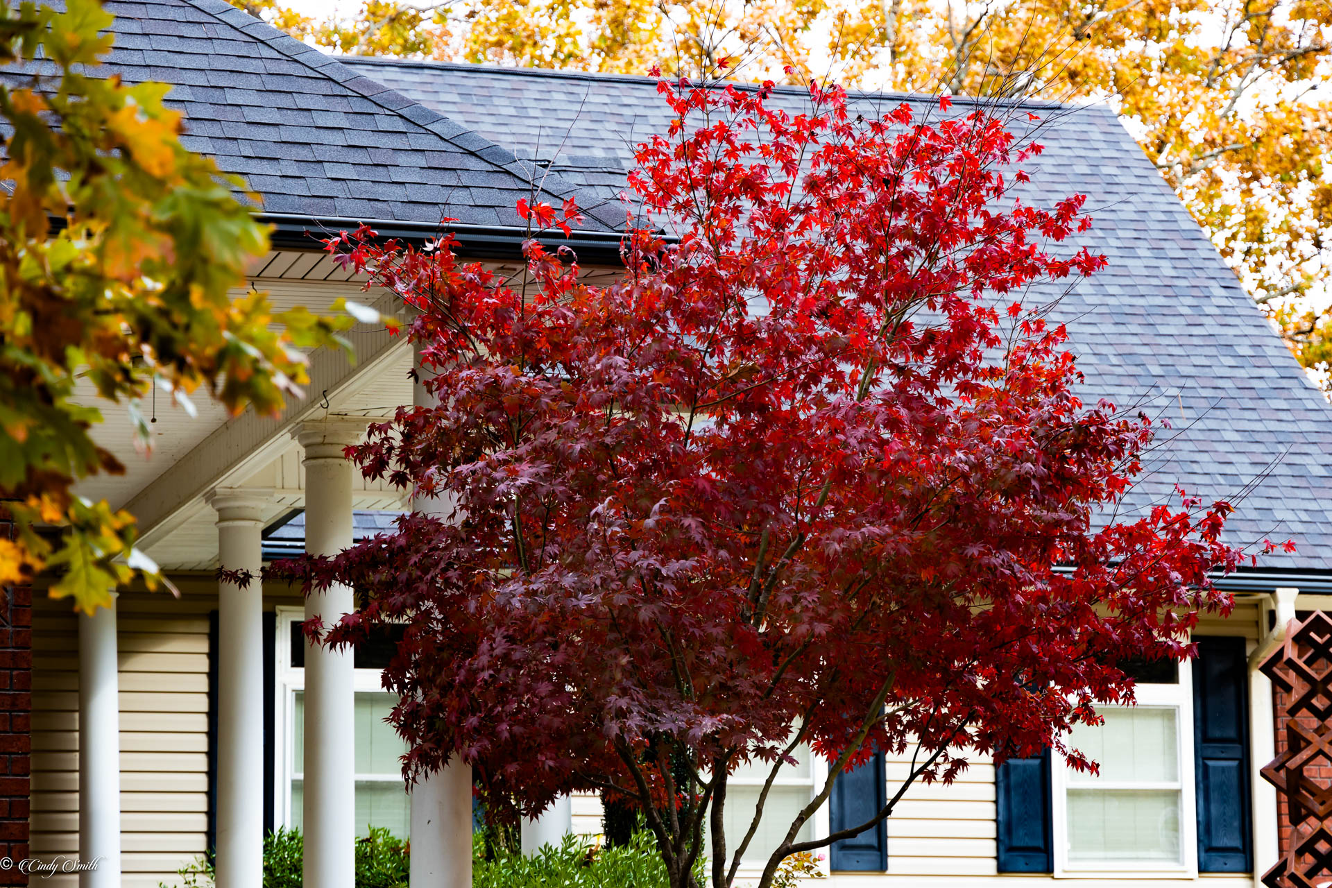 Japanese Maple by Cindy Smith