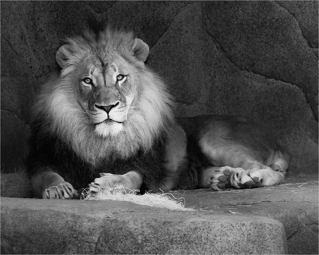 King of the Jungle by Steven Jungerwirth