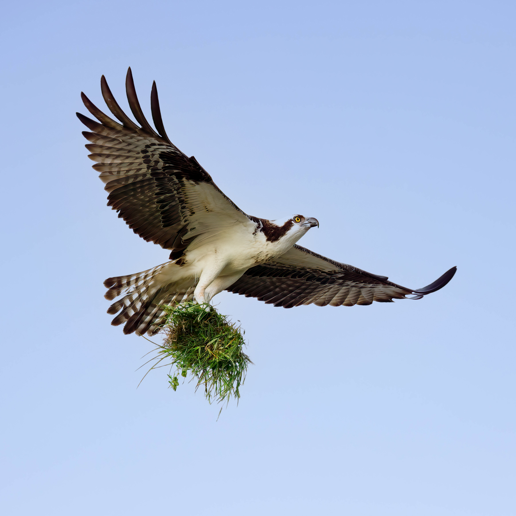 New carpeting for the nest . . .  by Steven Jungerwirth