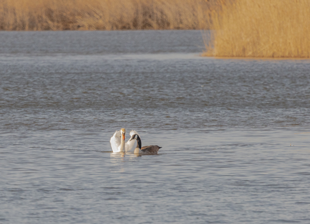 Swan and Goose Swimming