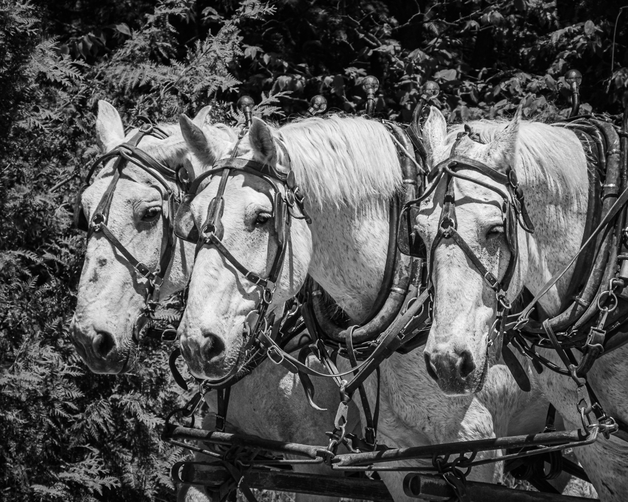 Three White Horses by Dale Yates