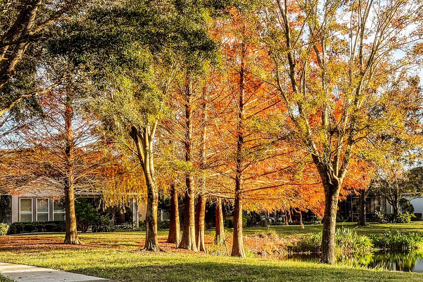 Trees and House by Chan Garrett