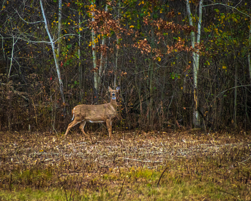 Whitetail Deer Watching Me