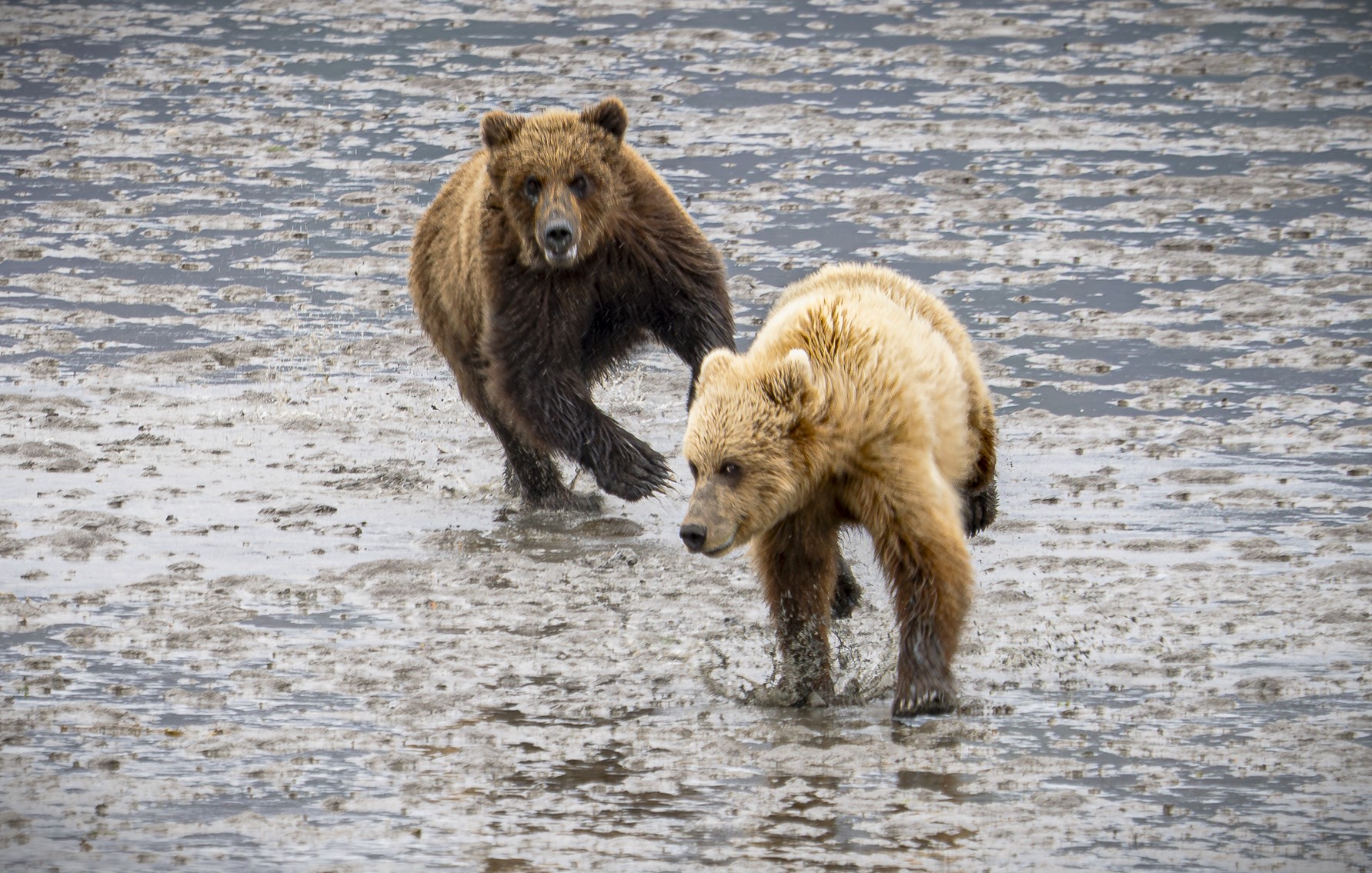 The Wild Life