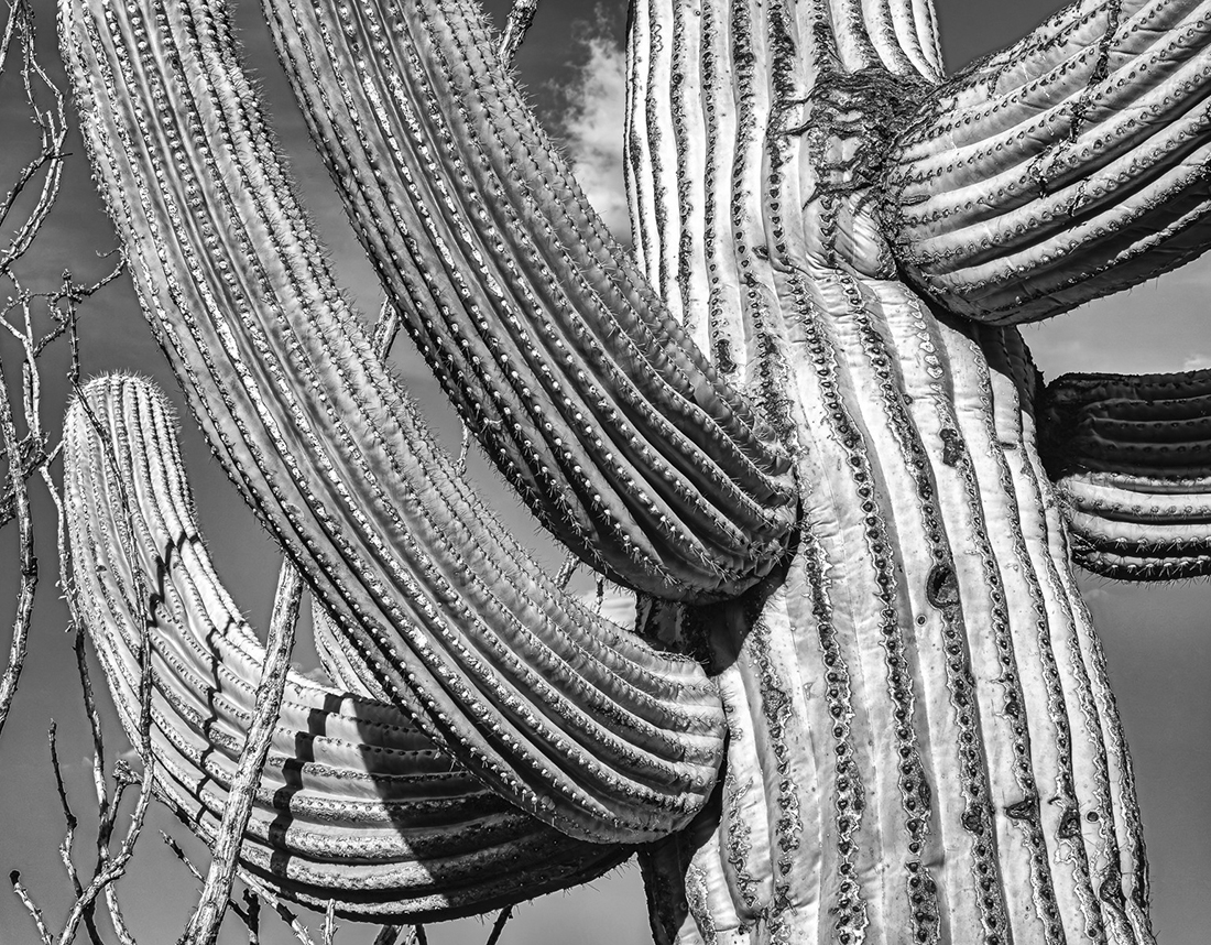Saguaro Cacti by Jennifer Marano
