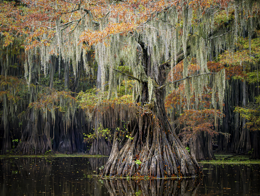 The bayous of Caddo Lake by Jennifer Marano