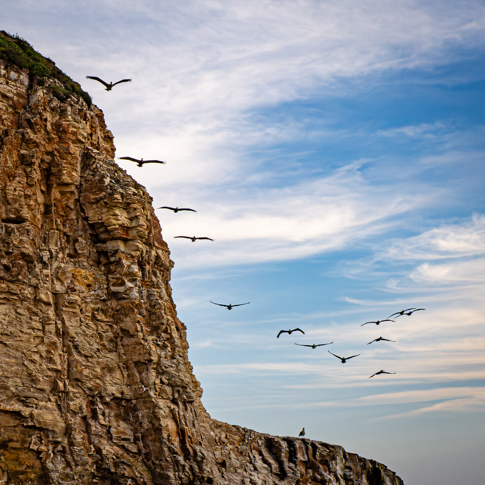 Pelicans on the Go by Jennifer Marano