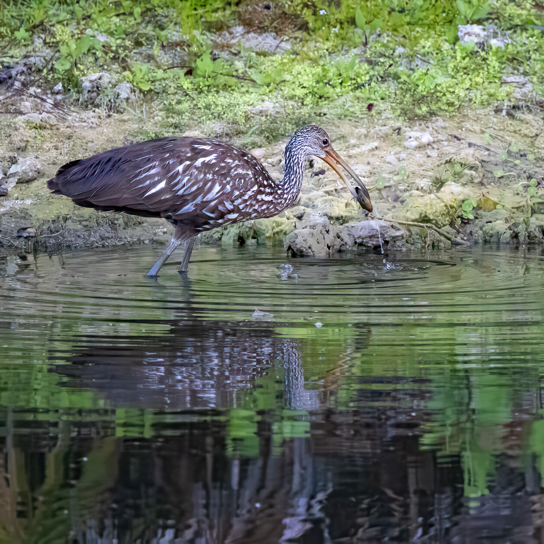 Breakfast on the Go by Steven Jungerwirth