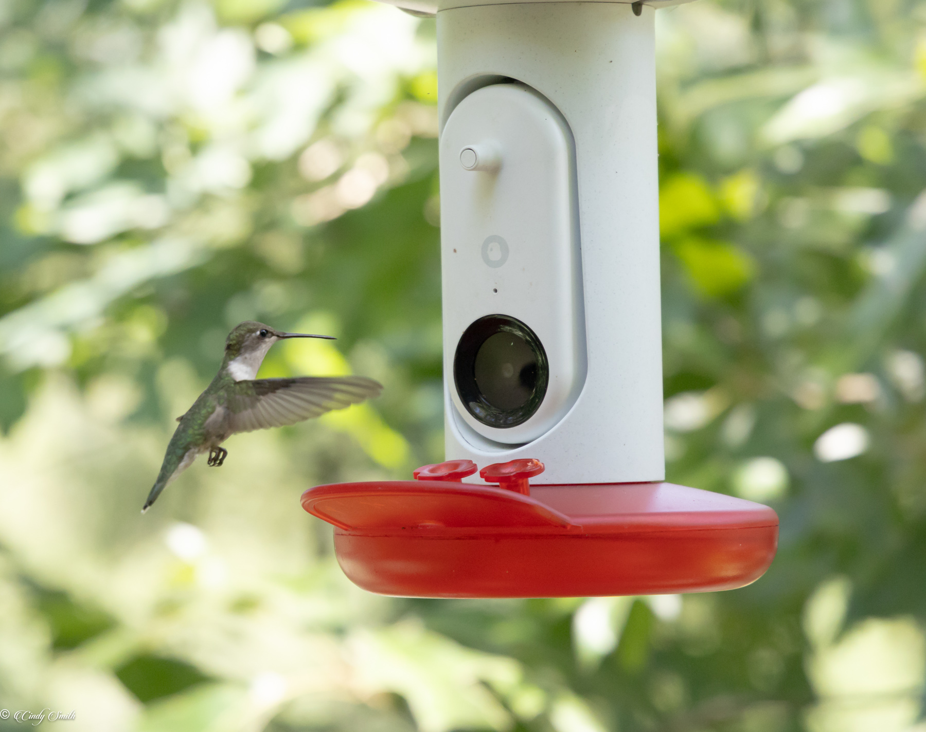 Hummingbird by Cindy Smith