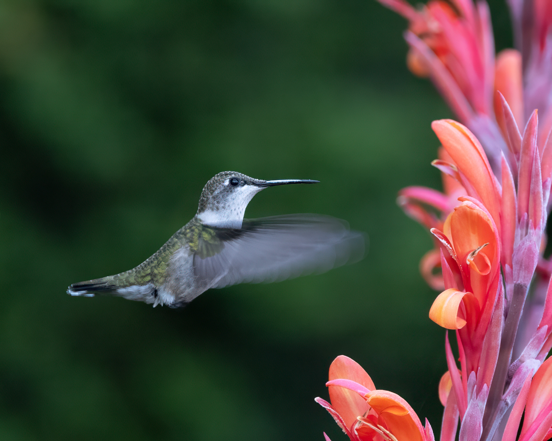 Lunchtime! by Steven Jungerwirth